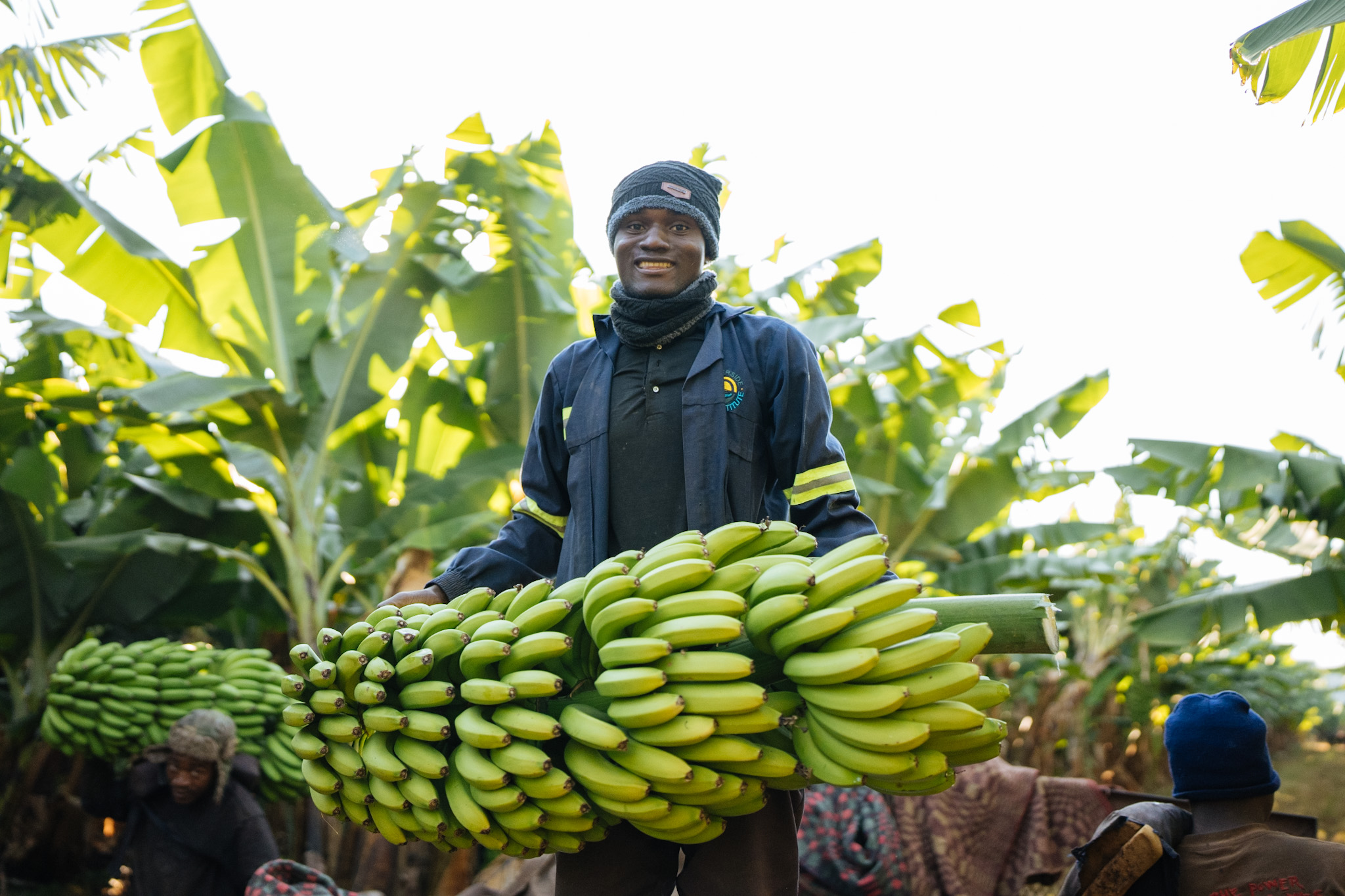 Farm worker smiling while holding a large bunch of green bananas in the plantation