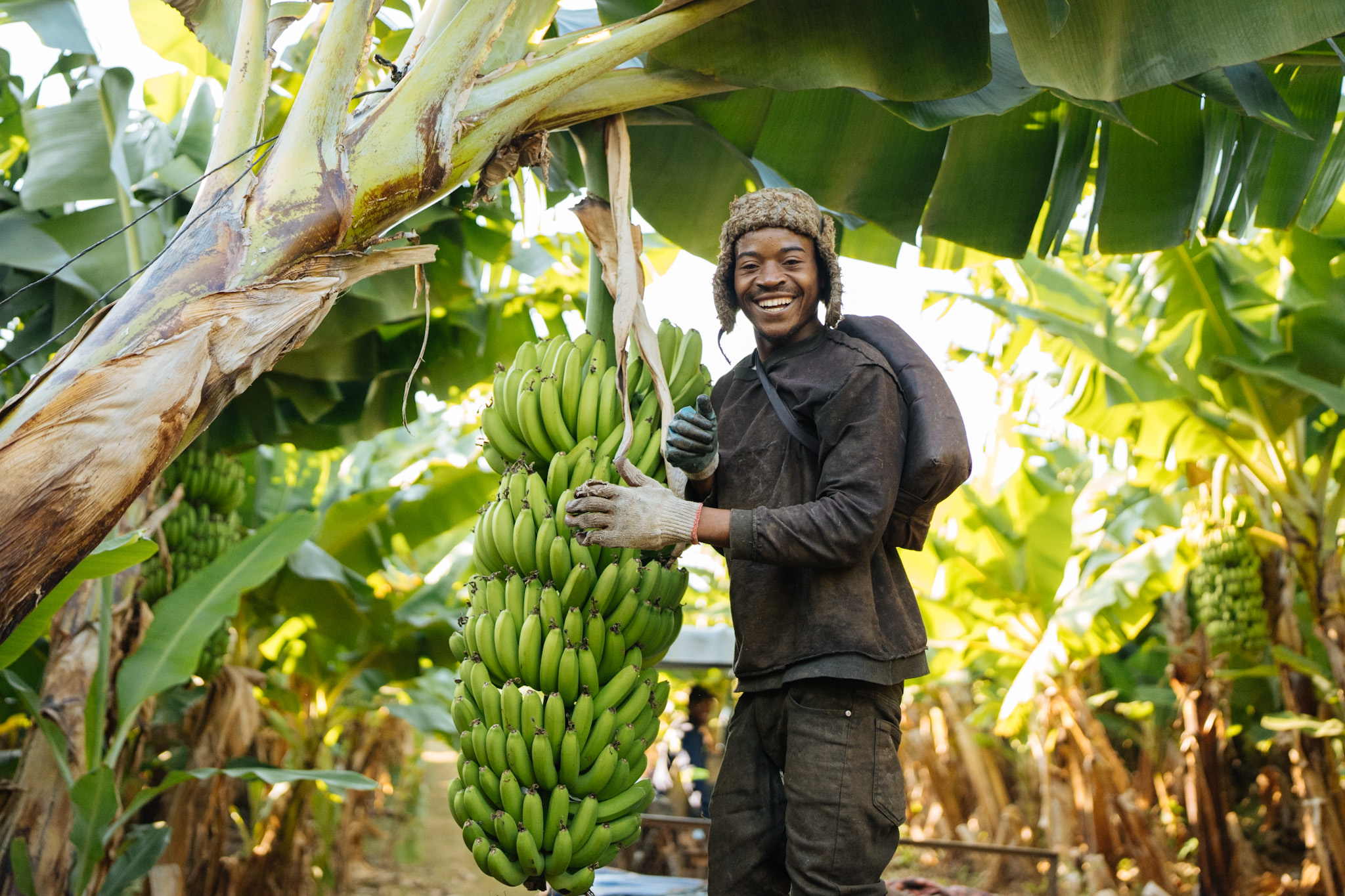 Farm worker smiling beside a large bunch of green bananas hanging from a tree