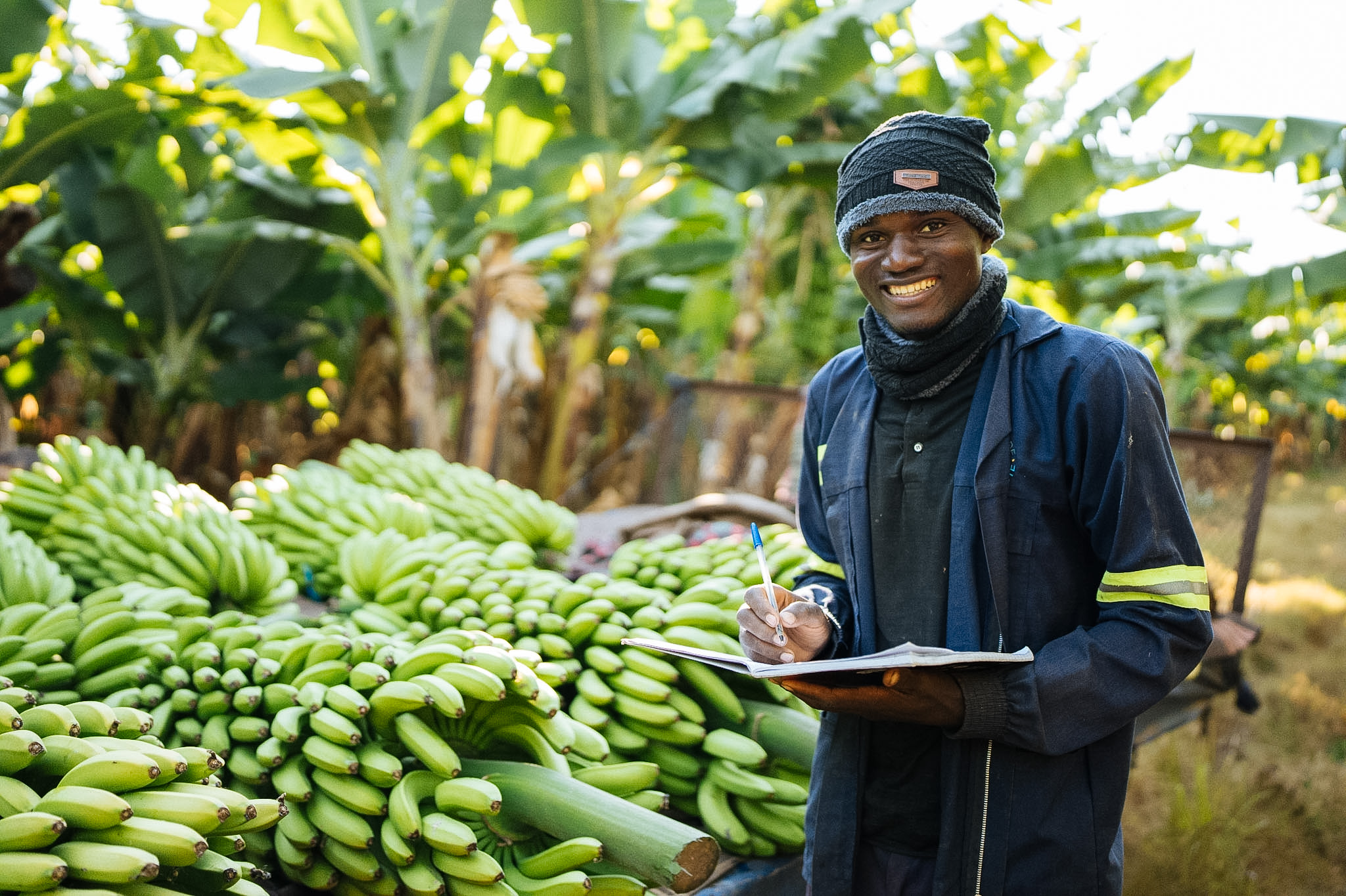 Farm worker recording harvest data beside piled green bananas in the plantation