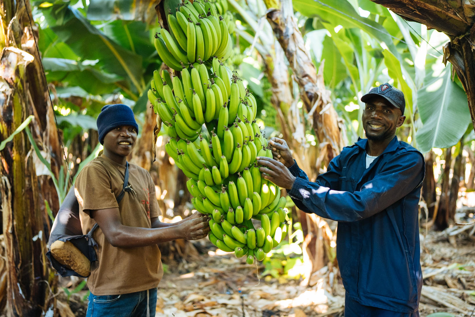Two farm workers holding a large vertical bunch of green bananas together