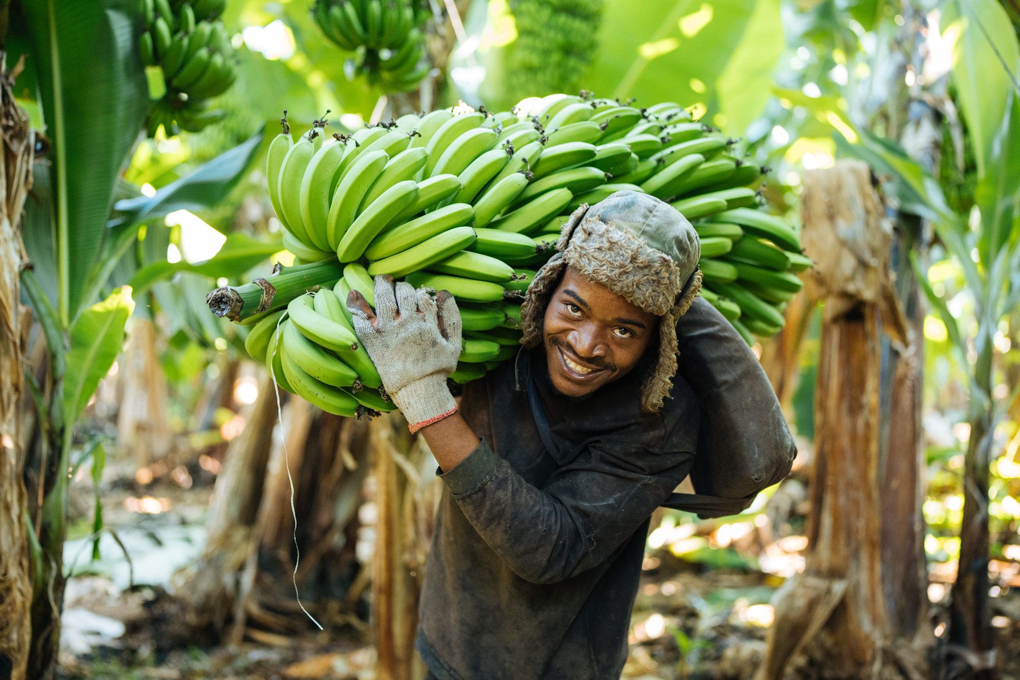 Farm worker carrying a large bunch of green bananas on his shoulders
