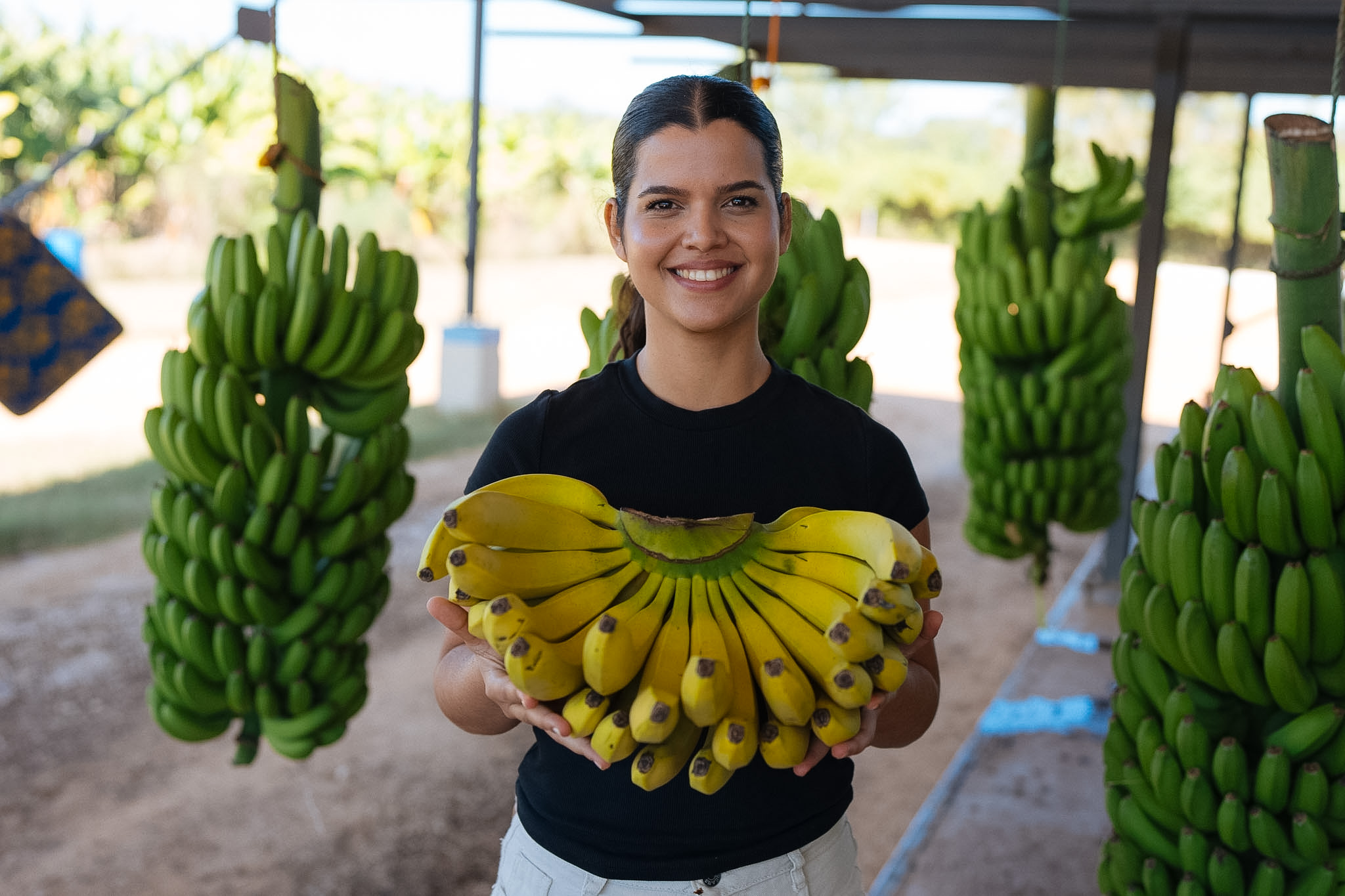 Worker holding a bunch of ripe yellow bananas at the sorting area