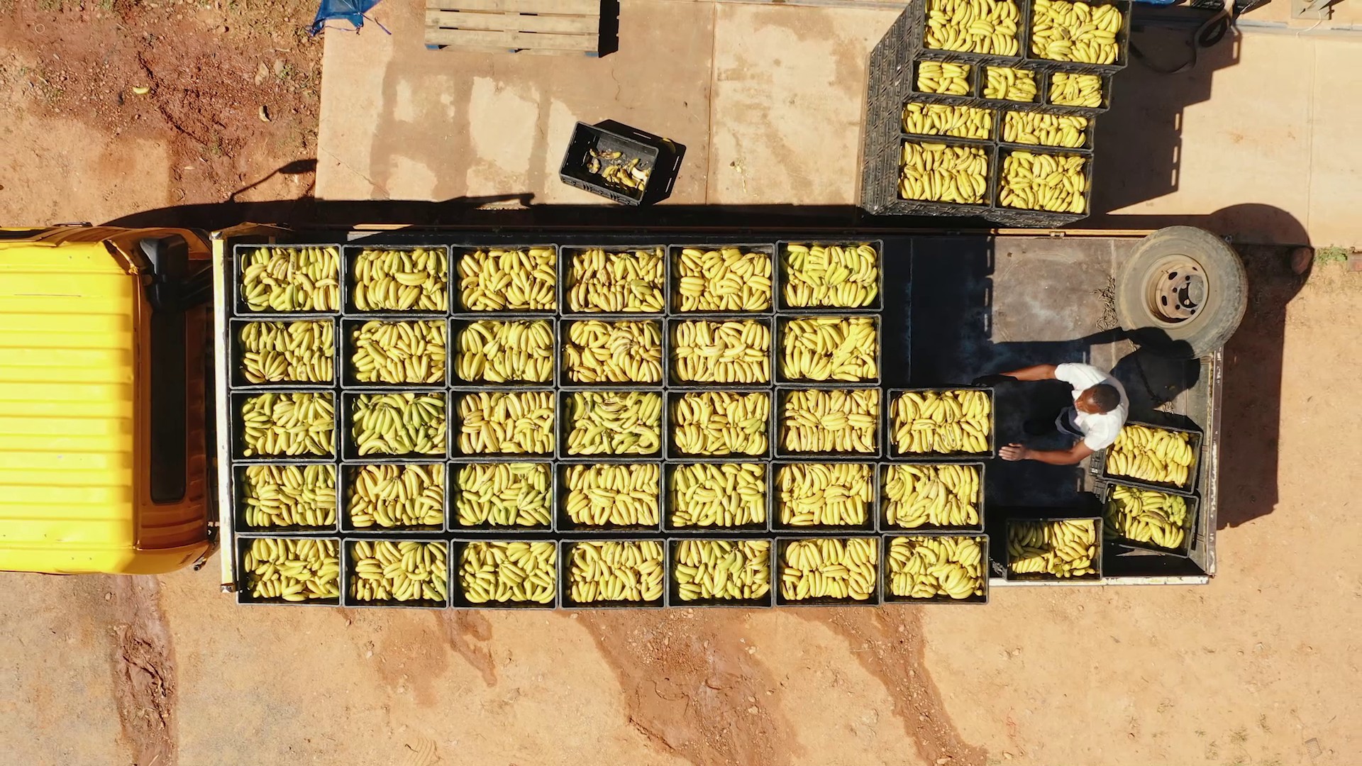 Banana harvest at Riverside Farm